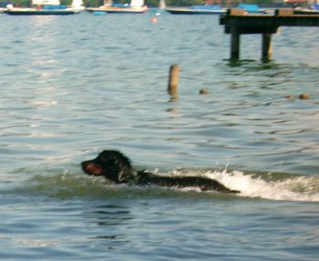 Was schwimmt da denn tolles ? 